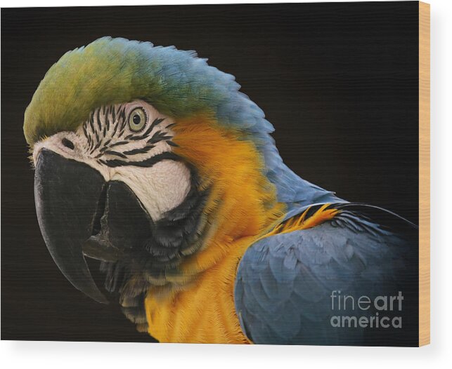 Blue And Gold Macaw Wood Print featuring the photograph Blue And Gold Macaw by Mary Lou Chmura