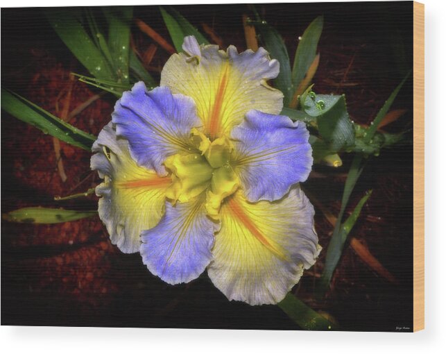 Iris Wood Print featuring the photograph Blue And Yellow Iris 002 by George Bostian