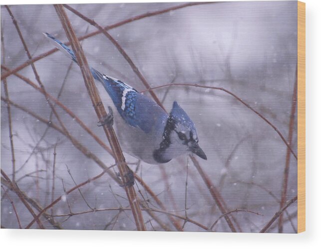 Birds Wood Print featuring the photograph Blue Jay Way by Ross Powell