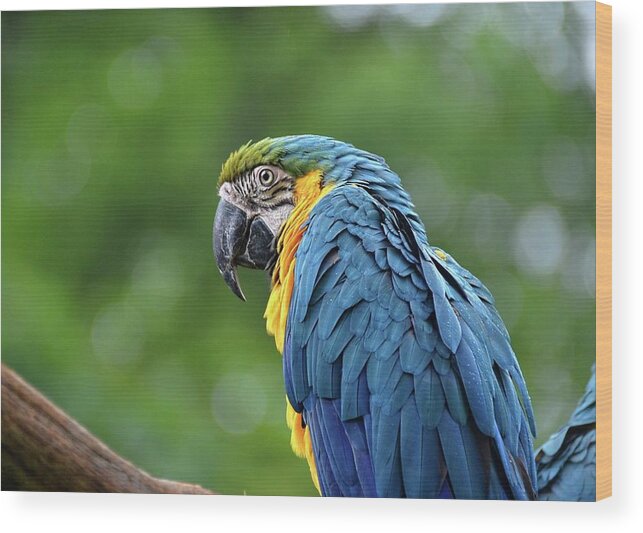 Macaw Wood Print featuring the photograph Blue Macaw by Ronda Ryan