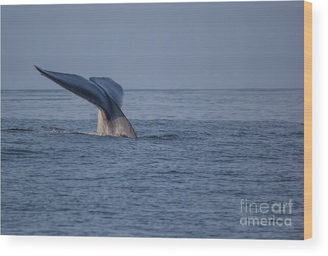 Blue Wood Print featuring the photograph Blue Whale Tail by Suzanne Luft