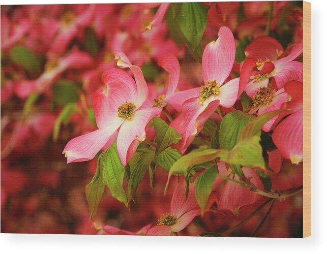 Astoria Wood Print featuring the photograph Blushing Dogwood by Cate Franklyn