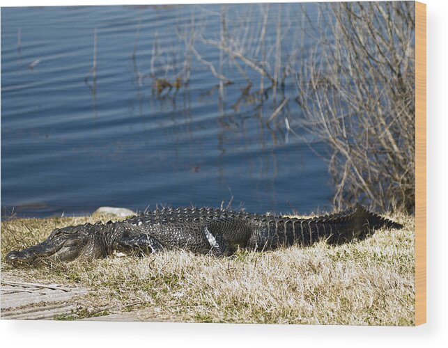 American Alligator Wood Print featuring the photograph Boat Ramp Observer by Frank Feliciano