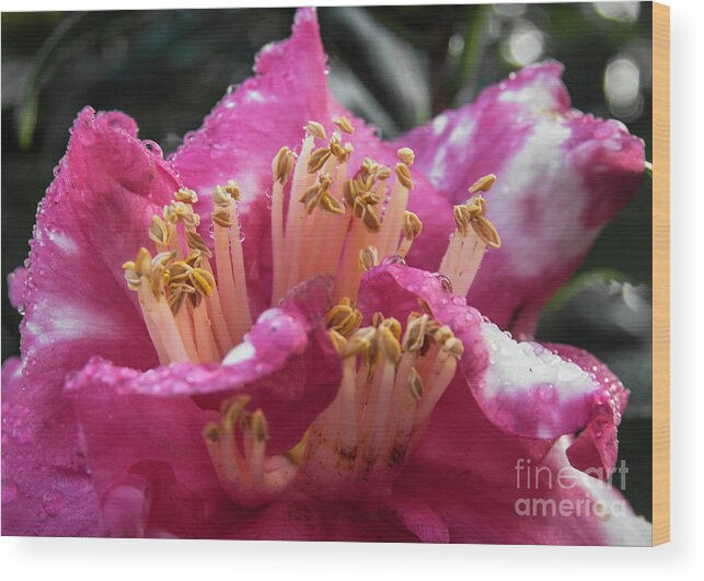 Flower Wood Print featuring the photograph Bold by Judy Hall-Folde