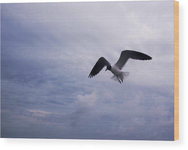 Nature Wood Print featuring the photograph Bonaparte's Gull in Flight by Kathleen Stephens