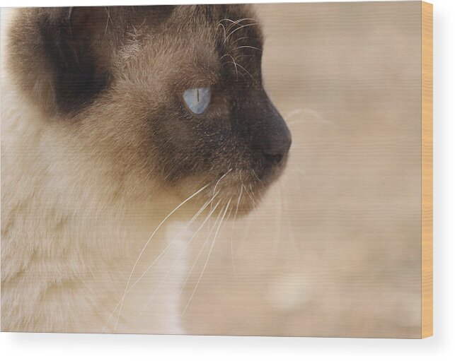 Siamese Wood Print featuring the photograph Bonzai profile by Sandra Dalton