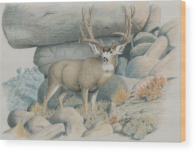 Mule Deer Wood Print featuring the drawing Boulder Buck by Darcy Tate