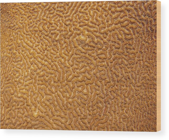 Texture Wood Print featuring the photograph Brain Coral 47 by Michael Fryd