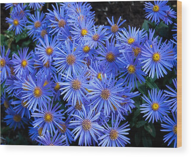 Floral Wood Print featuring the photograph Bright Blue by Tom Potter