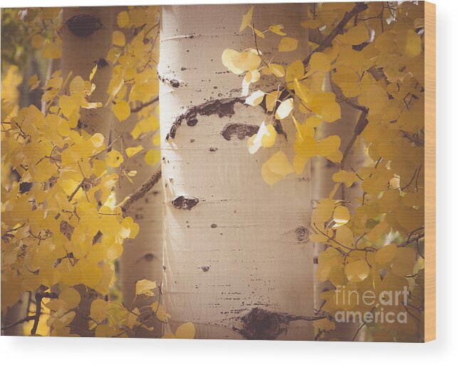 Aspen Trees Wood Print featuring the photograph Brilliant Gold by The Forests Edge Photography - Diane Sandoval