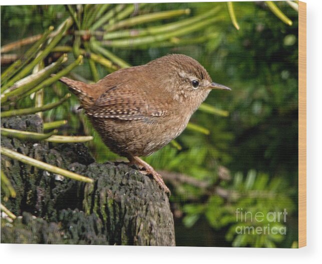 Wren Wood Print featuring the photograph British Wren by Martyn Arnold