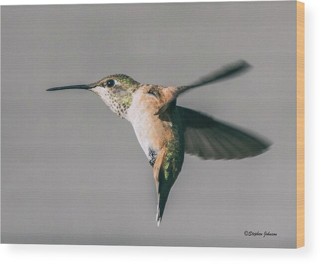 Hummingbird Wood Print featuring the photograph Broad-tailed Hummingbird Approaching Feeder by Stephen Johnson