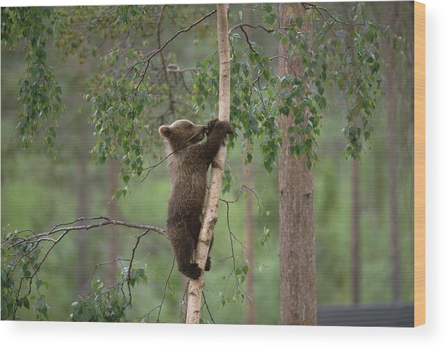 Mp Wood Print featuring the photograph Brown Bear Ursus Arctos Cub Climbing by Konrad Wothe
