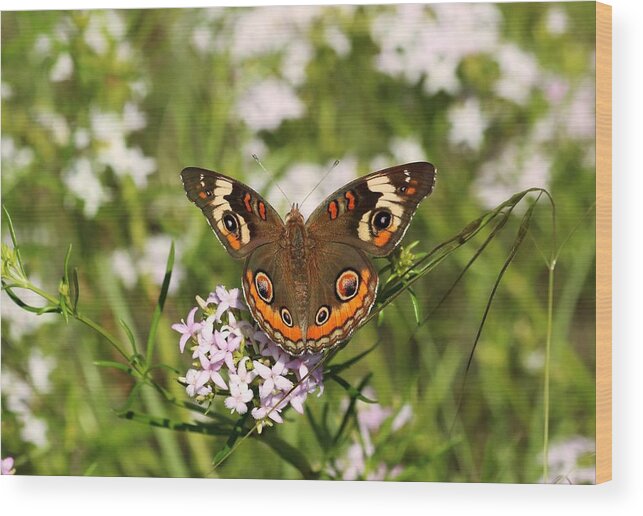 Nature Wood Print featuring the photograph Buckeye Butterfly Posing by Sheila Brown