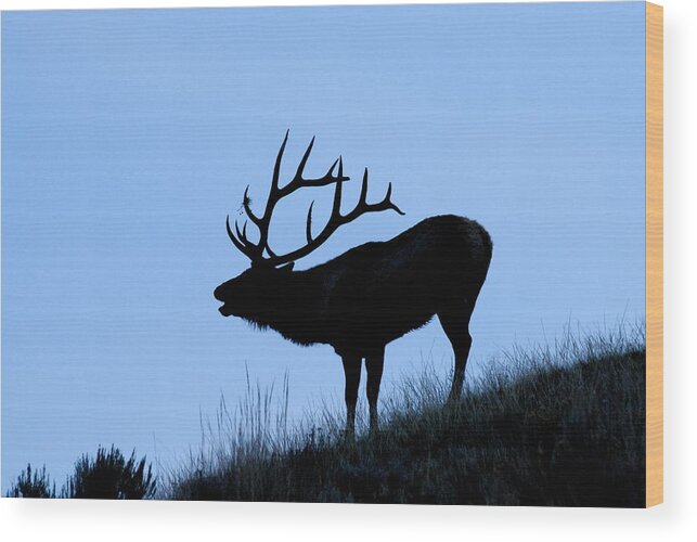 Yellowstone National Park Wood Print featuring the photograph Bull Elk Silhouette by Larry Ricker