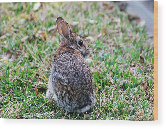 Rabbit Wood Print featuring the photograph Bunny by Teresa Blanton