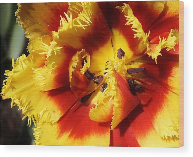 Flora Wood Print featuring the photograph Burst of Spring by Bruce Bley
