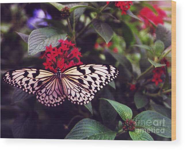 Floral Animal Wildlife Insect Wood Print featuring the photograph Butterfly 1 by Helena M Langley