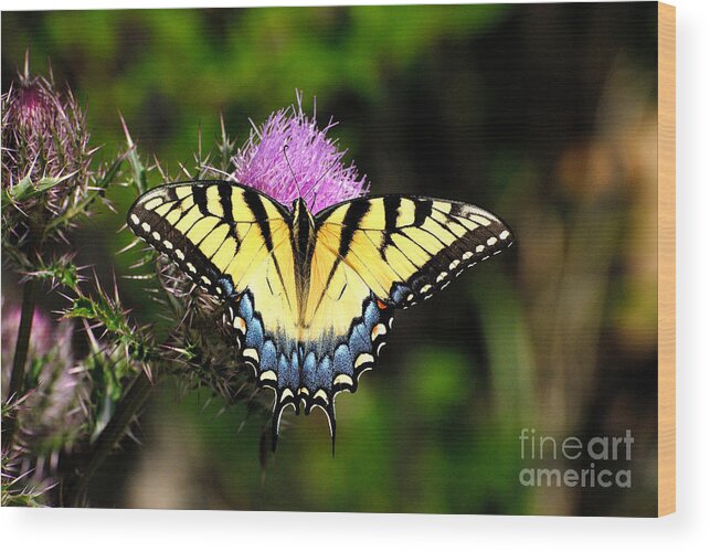 Nature Wood Print featuring the photograph Butterfly by David Campione