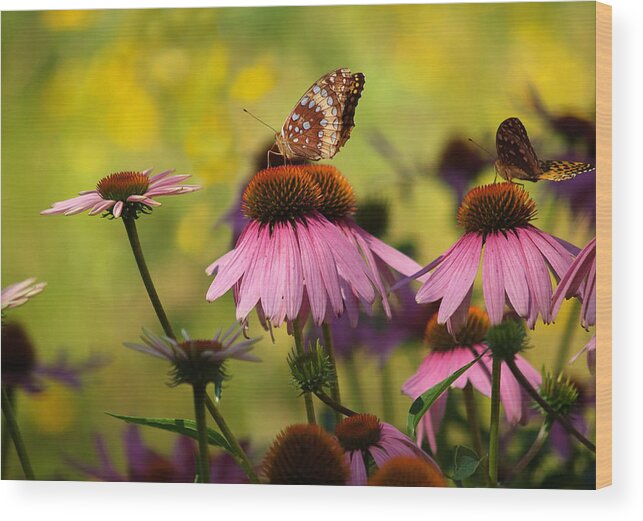Flowers Wood Print featuring the photograph Butterfly In A Field Of Dreams by Dorothy Lee