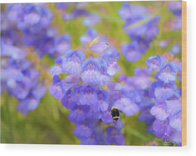 Blue Wood Print featuring the photograph Buzzing Around by Steph Gabler