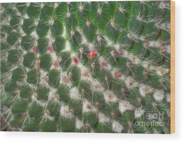 Cactus Wood Print featuring the photograph Cactus 5 by Jim And Emily Bush