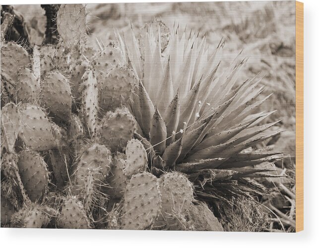 Prickly Pear Cactus Wood Print featuring the photograph Cactus by Bob Coates