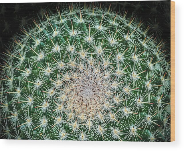 Cactus Wood Print featuring the photograph Cactus by Elmer Jensen