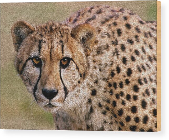 Cheetah Wood Print featuring the photograph Calculated Look by Art Cole