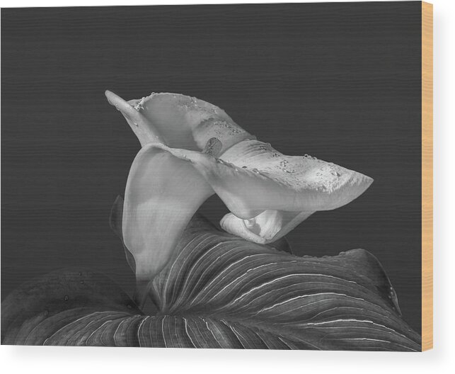 Calla Lily Wood Print featuring the photograph Calla Lily by Lynn Davis