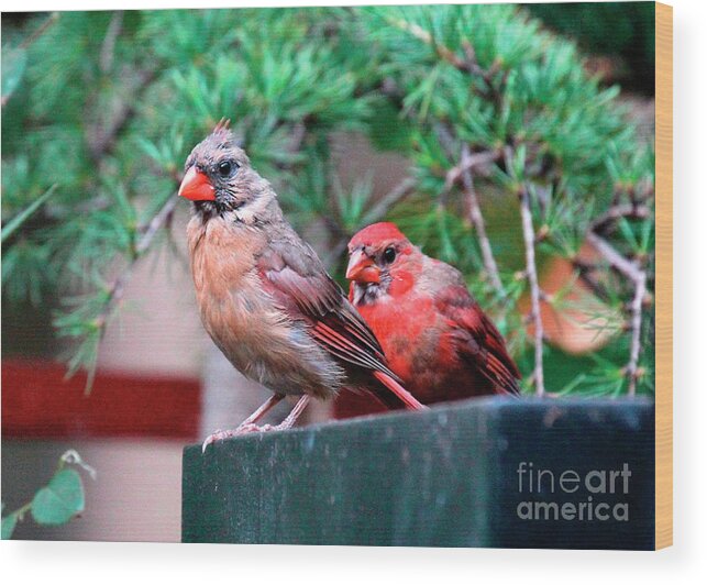 Wild Birds Wood Print featuring the photograph Cam and Vincenzo Bonding by Patricia Youngquist