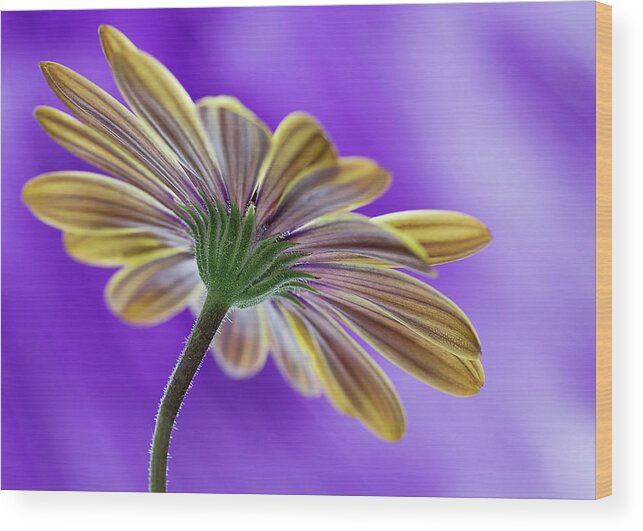 Bloom Wood Print featuring the photograph Cape Daisy by Shirley Mitchell