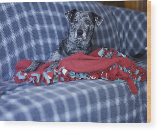 Catahoula Leopard Dog Wood Print featuring the photograph Catahoula Leopard Dog in blue by Valerie Collins