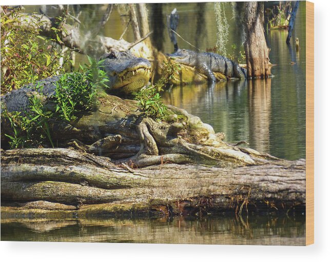 Orcinus Fotograffy Wood Print featuring the photograph Catchin Some Rays by Kimo Fernandez