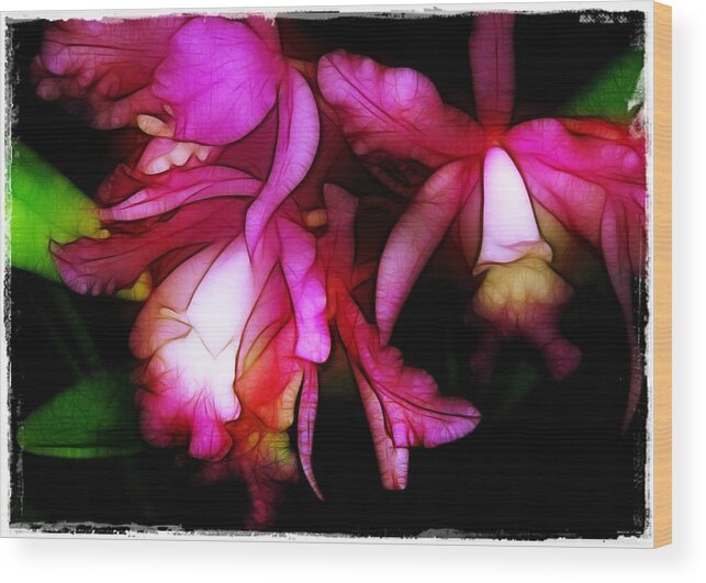 Orchids Wood Print featuring the photograph Cattleyas by Judi Bagwell