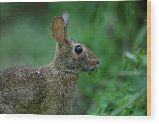 Waskely Wabbit Wood Print featuring the photograph Caught In The Act by Gregory Blank