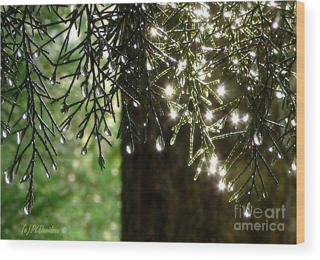 Rain Drops Wood Print featuring the photograph Cedar Diamonds by Pat Davidson