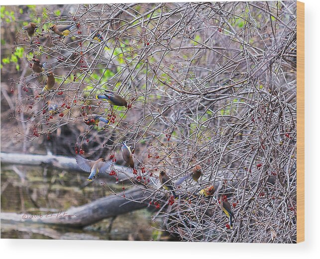 Heron Heaven Wood Print featuring the photograph Cedar Waxwings Feeding 2 by Ed Peterson