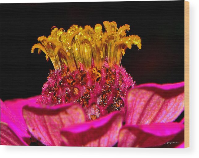 Zinnia Wood Print featuring the photograph Centerpiece - Zinnia Crown 001 by George Bostian