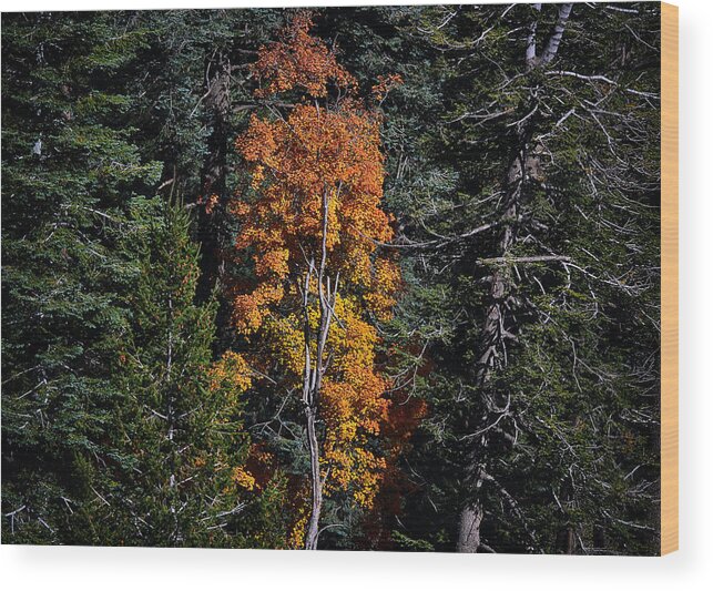Mountains Wood Print featuring the photograph Change of Seasons by Elaine Malott