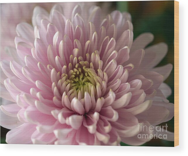 Spider Mum Wood Print featuring the photograph Charisma by Deb Halloran