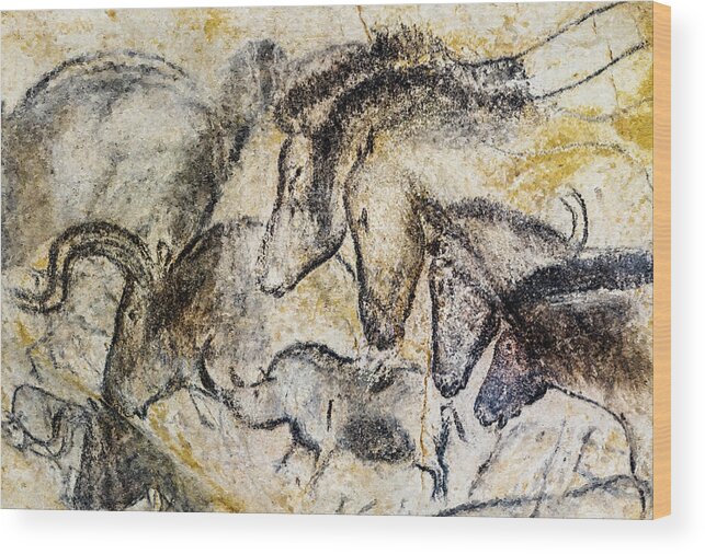 Chauvet Horse Wood Print featuring the photograph Chauvet Horses Aurochs and Rhinoceros by Weston Westmoreland