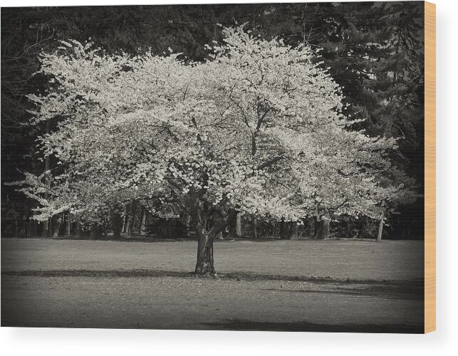 Cherry Blossom Trees Wood Print featuring the photograph Cherry Blossom Tree - Ocean County Park by Angie Tirado