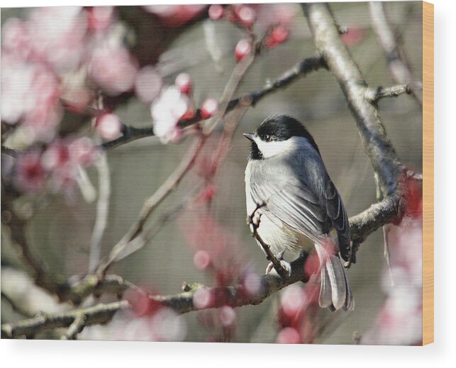 Birds Wood Print featuring the photograph Chickadee by Trina Ansel