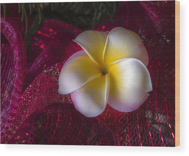 Christmas Wood Print featuring the photograph Christmas Tree Plumeria by Jade Moon