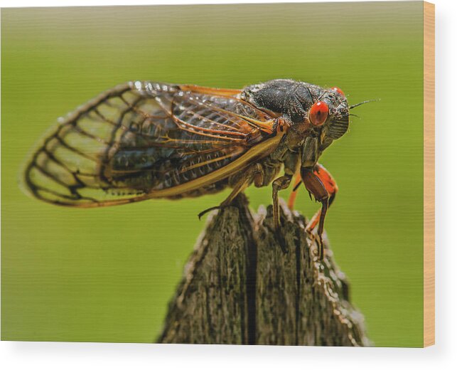 105mm Wood Print featuring the photograph Cicada on Fence Post by Jim Moore