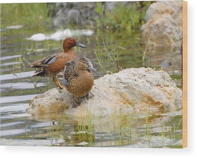 Duck Wood Print featuring the photograph Cinnamon Teal by Dennis Hammer
