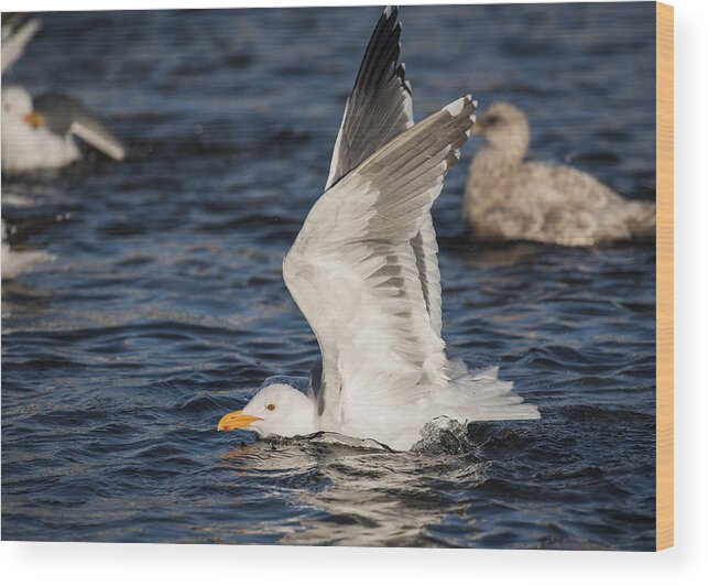 Animals Wood Print featuring the photograph Clean Gull by Robert Potts