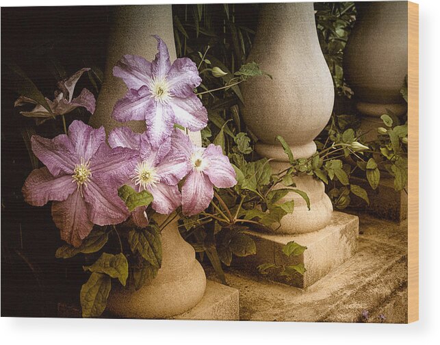 Clematis Wood Print featuring the photograph Clematis in the Garden by Julie Palencia