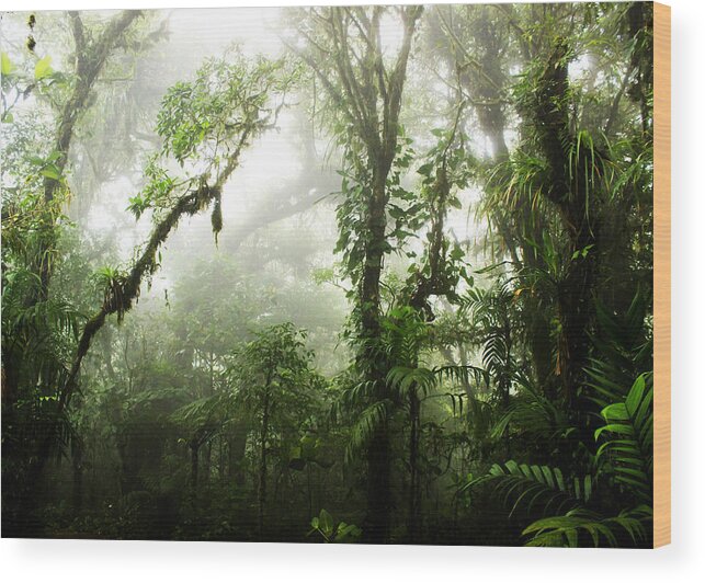 Forest Wood Print featuring the photograph Cloud Forest by Nicklas Gustafsson